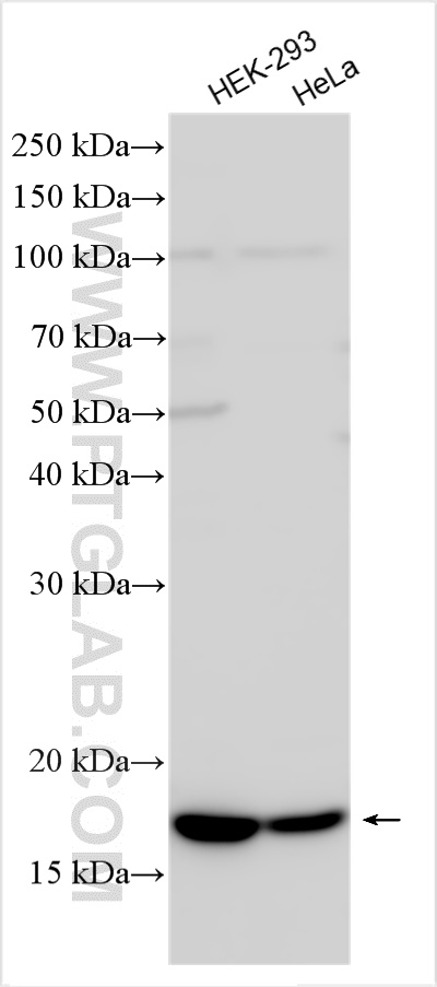 WB analysis using 25621-1-AP