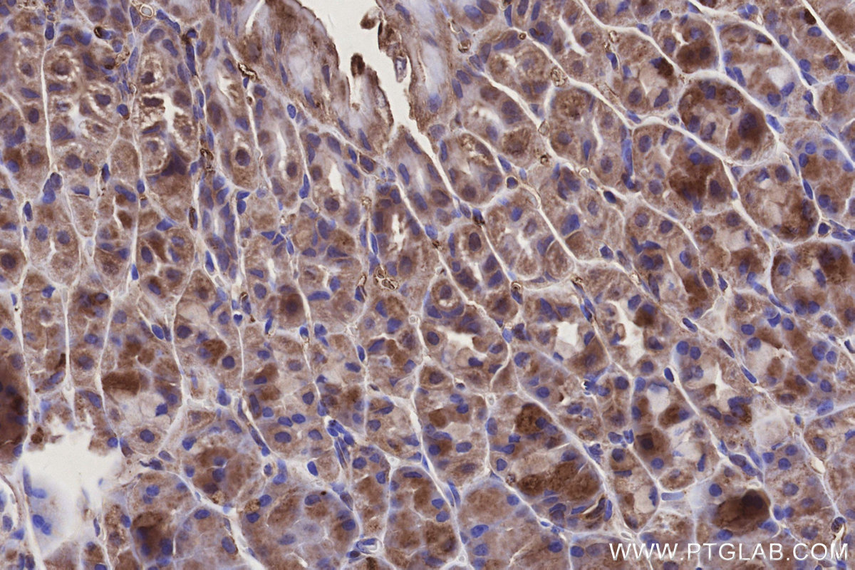IHC staining of mouse stomach using 15589-1-AP IHC staining of mouse stomach using 15589-1-AP