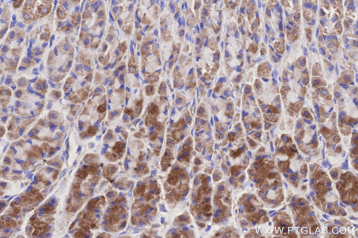 IHC staining of rat stomach using 15589-1-AP IHC staining of rat stomach using 15589-1-AP