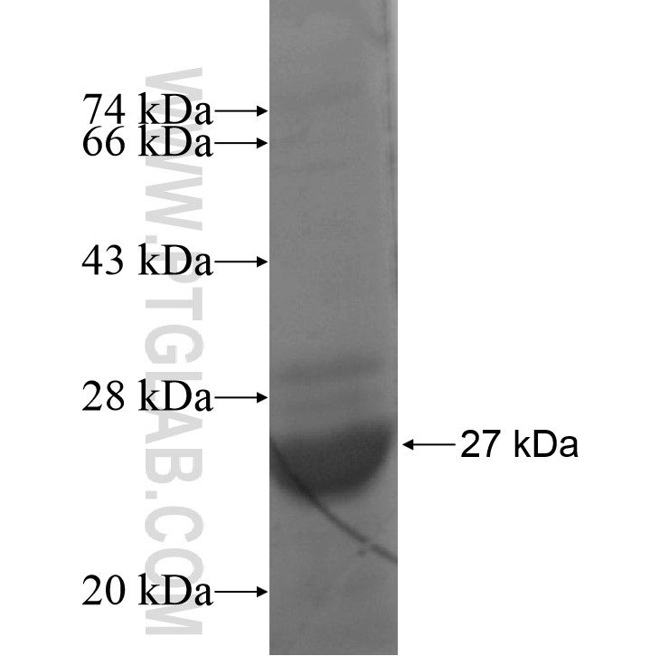 NDUFB10 fusion protein Ag7808 SDS-PAGE NDUFB10 fusion protein Ag7808 SDS-PAGE