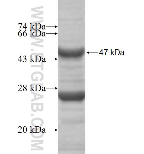 NDUFB10 fusion protein Ag7922 SDS-PAGE