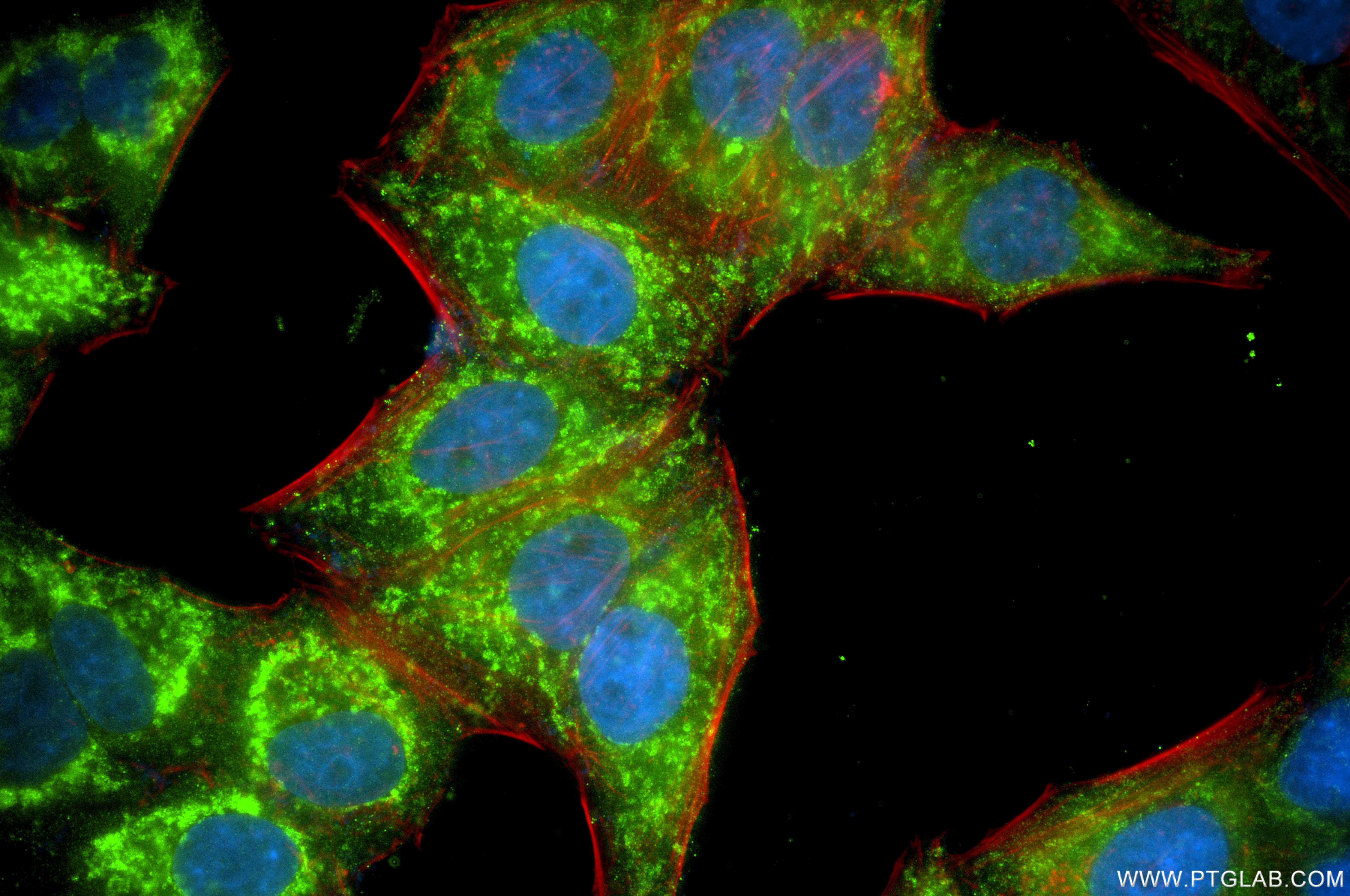 IF Staining of HepG2 using 87048-2-RR (same clone as 87048-2-PBS)