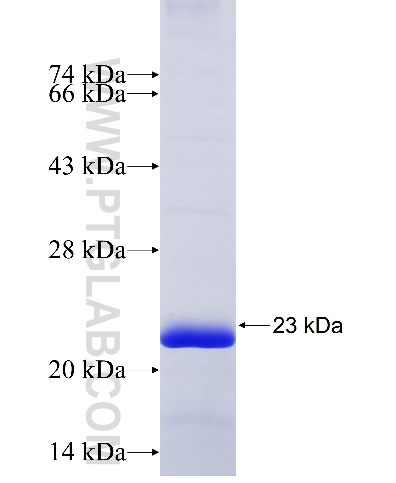 NDUFB11 fusion protein Ag10209 SDS-PAGE NDUFB11 fusion protein Ag10209 SDS-PAGE