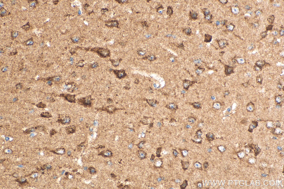 IHC staining of mouse brain using 17614-1-AP