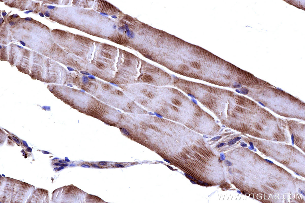 IHC staining of mouse skeletal muscle using 27931-1-AP