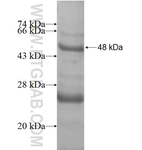 NDUFB5 fusion protein Ag8634 SDS-PAGE