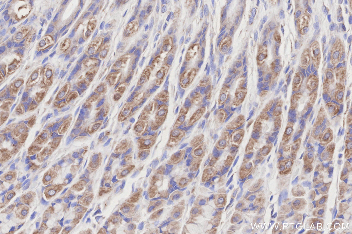 IHC staining of rat stomach using 14912-1-AP IHC staining of rat stomach using 14912-1-AP