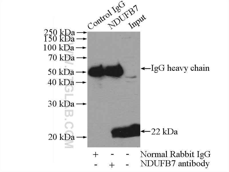 IP experiment of mouse brain using 14912-1-AP