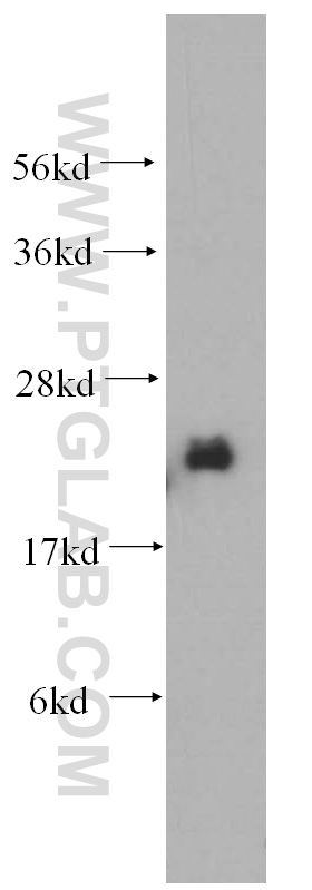 WB analysis of mouse ovary using 14912-1-AP