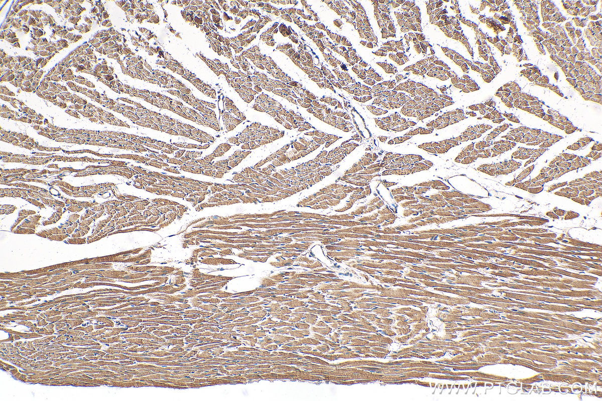 IHC staining of mouse heart using 68362-1-Ig