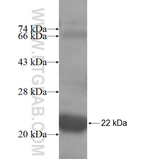NDUFB7 fusion protein Ag6720 SDS-PAGE