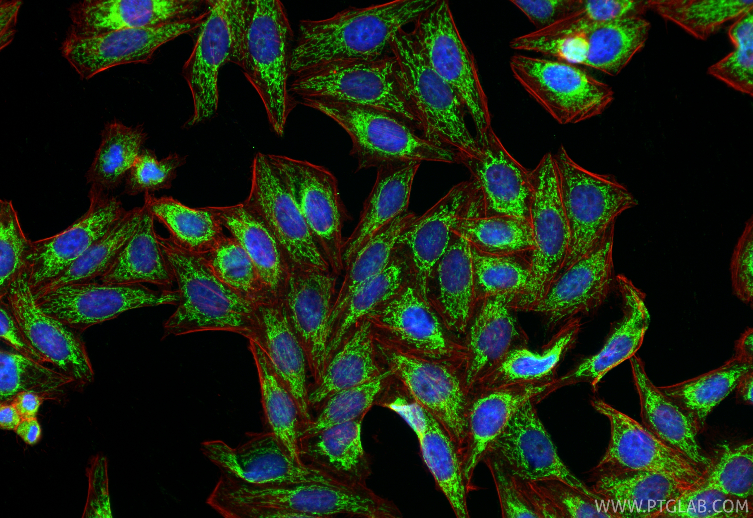 IF Staining of HepG2 using 14794-1-AP