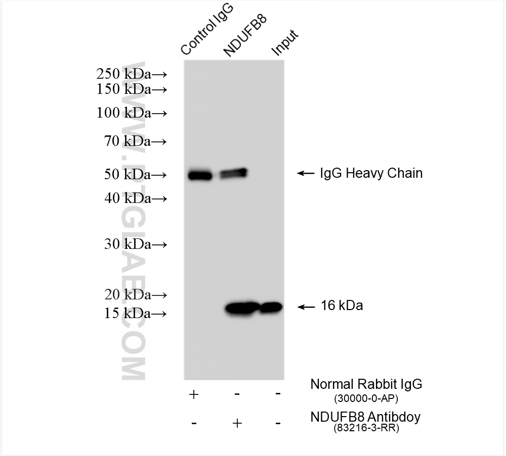 IP experiment of HepG2 using 83216-3-RR (same clone as 83216-3-PBS)
