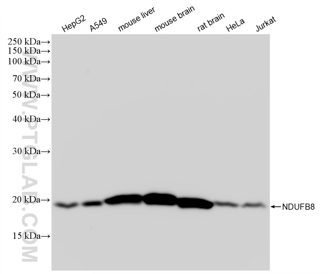WB analysis using 83216-3-RR (same clone as 83216-3-PBS)