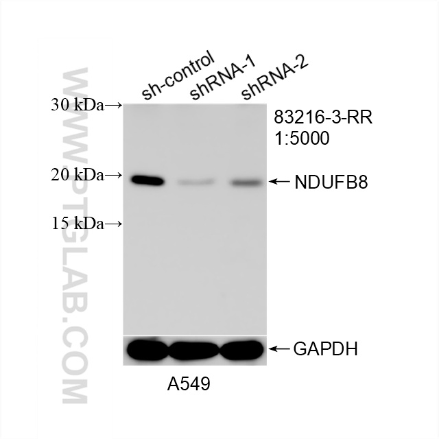 WB analysis of A549 using 83216-3-RR (same clone as 83216-3-PBS)