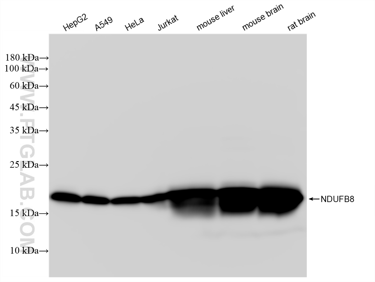 WB analysis using 83216-4-RR (same clone as 83216-4-PBS)