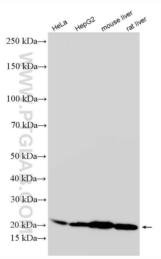 WB analysis using RMX00097