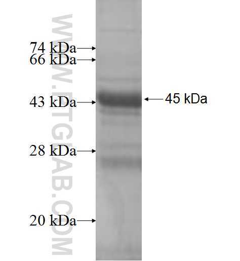 NDUFB9 fusion protein Ag7916 SDS-PAGE