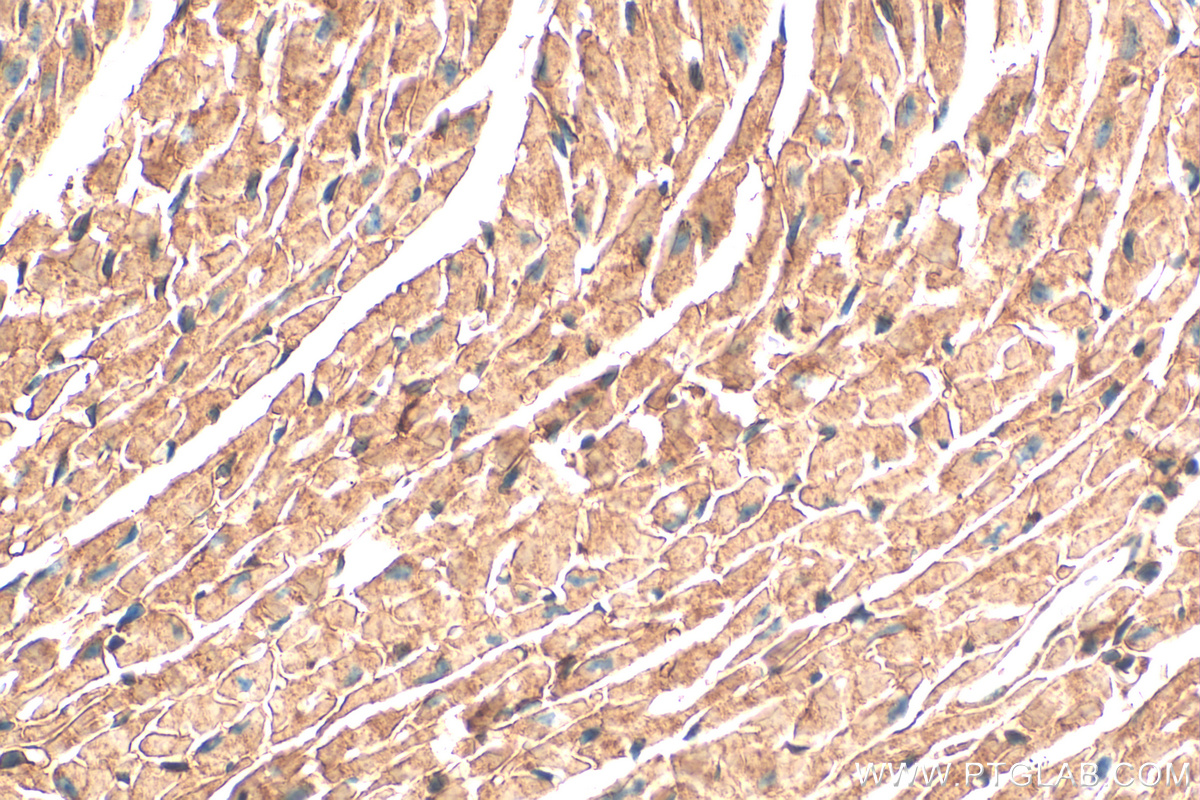 IHC staining of mouse heart using 68253-1-Ig