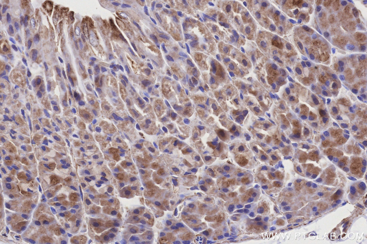IHC staining of mouse stomach using 28125-1-AP