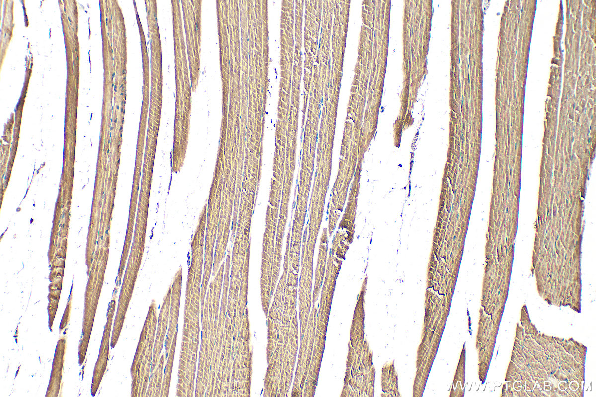 IHC staining of mouse skeletal muscle using 28125-1-AP
