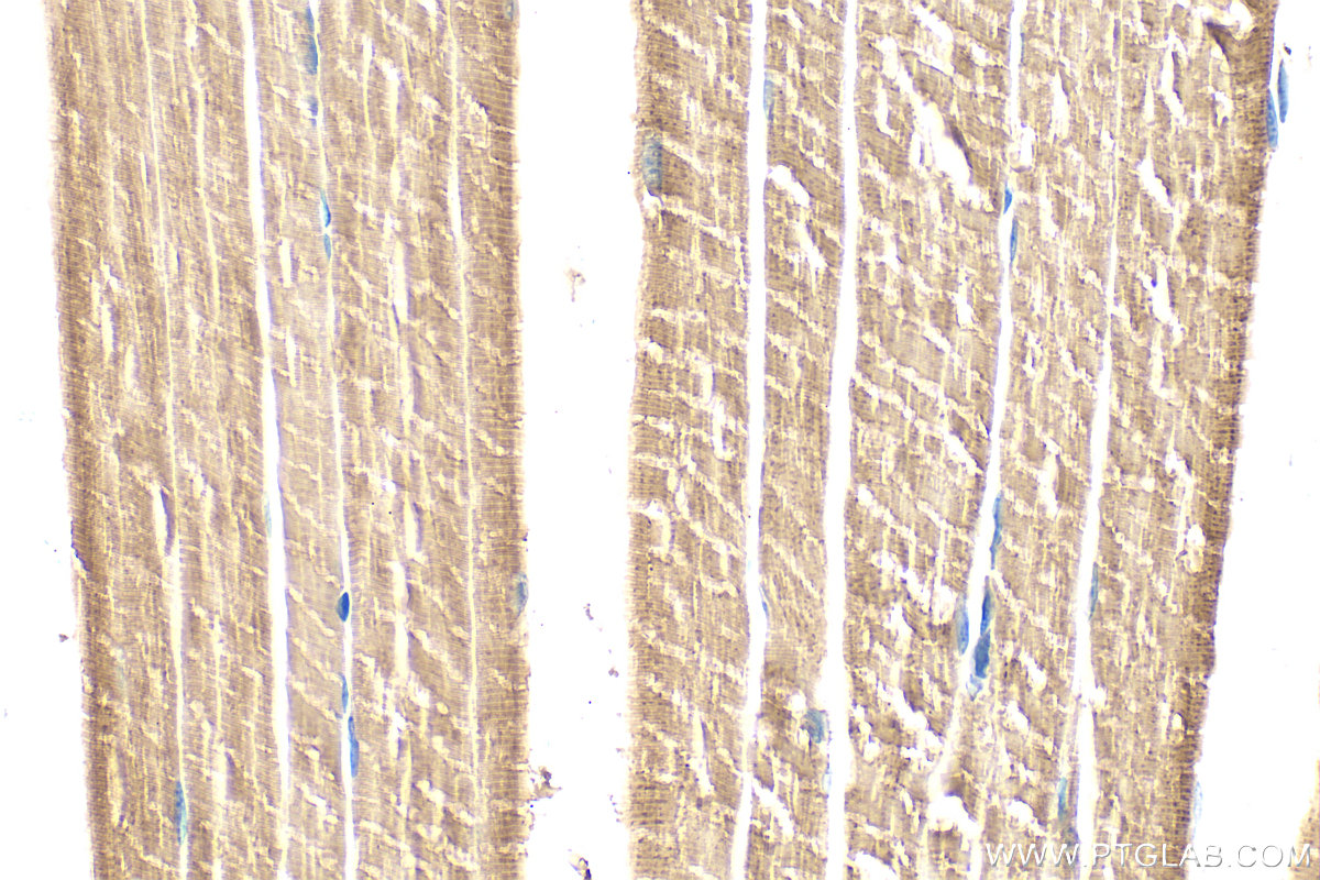 IHC staining of mouse skeletal muscle using 28125-1-AP