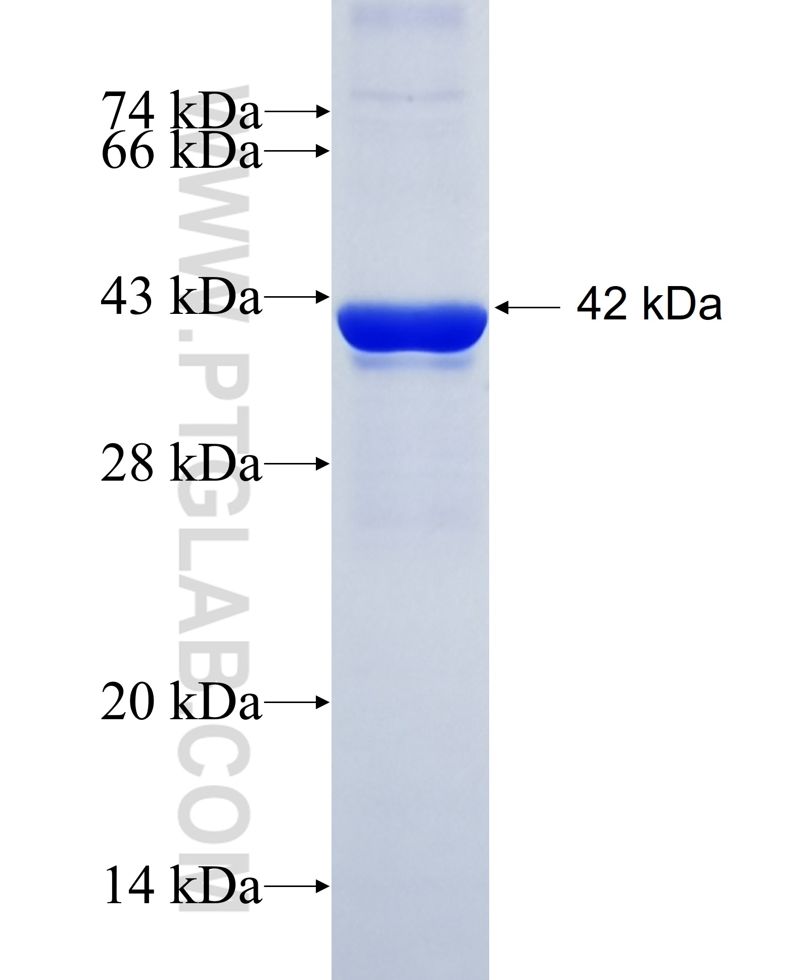 NDUFS2 fusion protein Ag27078 SDS-PAGE