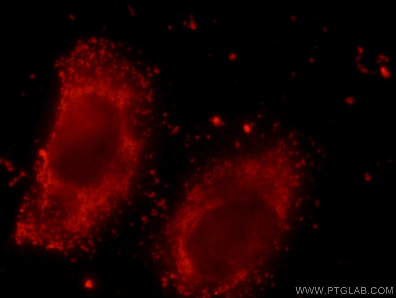 NDUFS3 Polyclonal antibody