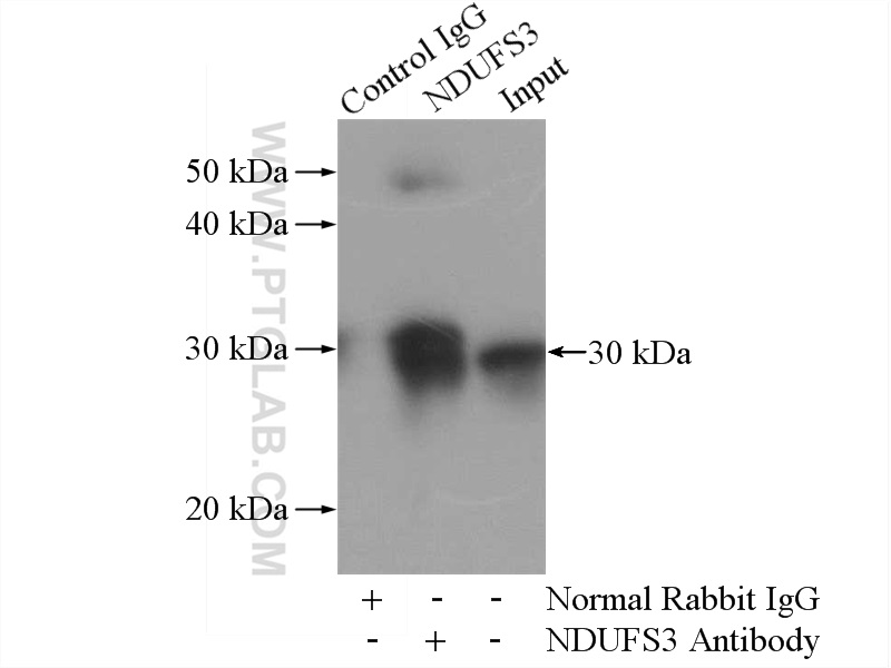 IP experiment of mouse heart using 15066-1-AP