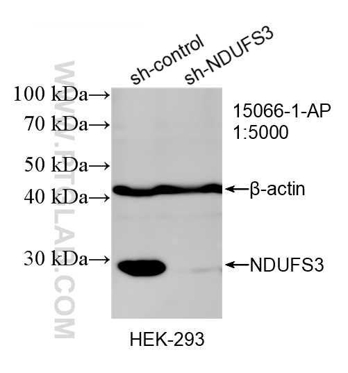 WB analysis of HEK-293 using 15066-1-AP