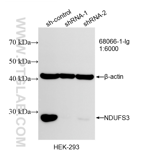 WB analysis of HEK-293 using 68066-1-Ig (same clone as 68066-1-PBS)