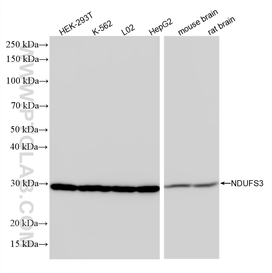 Various lysates were subjected to SDS PAGE followed by western blot with 86676-1-RR (NDUFS3 antibody) at dilution of 1:10000 incubated at room temperature for 1.5 hours. WB analysis using 86676-1-RR