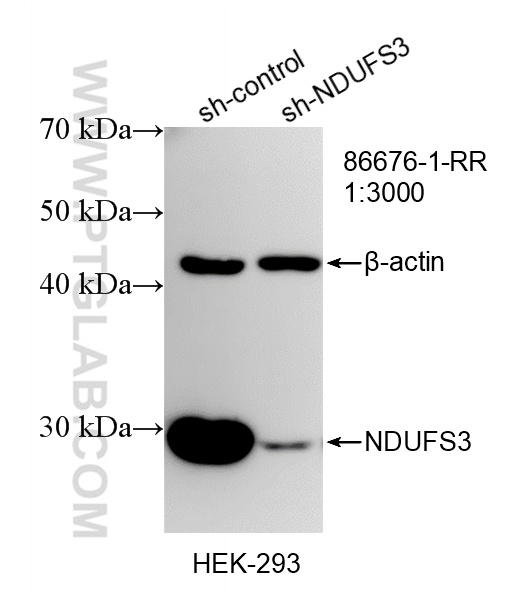 WB result of NDUFS3 antibody (86676-1-RR; 1:3000; incubated at room temperature for 1.5 hours) with sh-Control and sh-NDUFS3 transfected HEK-293 cells. WB analysis of HEK-293 using 86676-1-RR