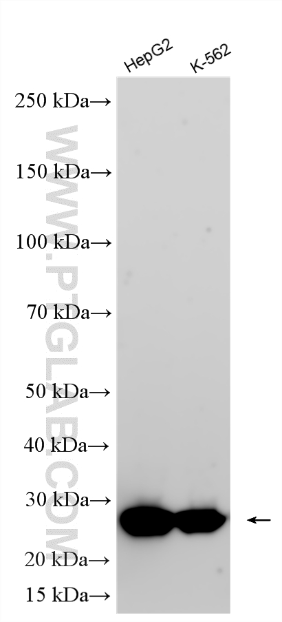 WB analysis using RMX00096 WB analysis using RMX00096