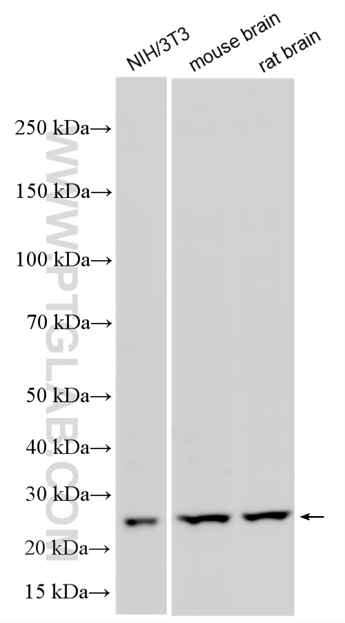 WB analysis using RMX00096 WB analysis using RMX00096