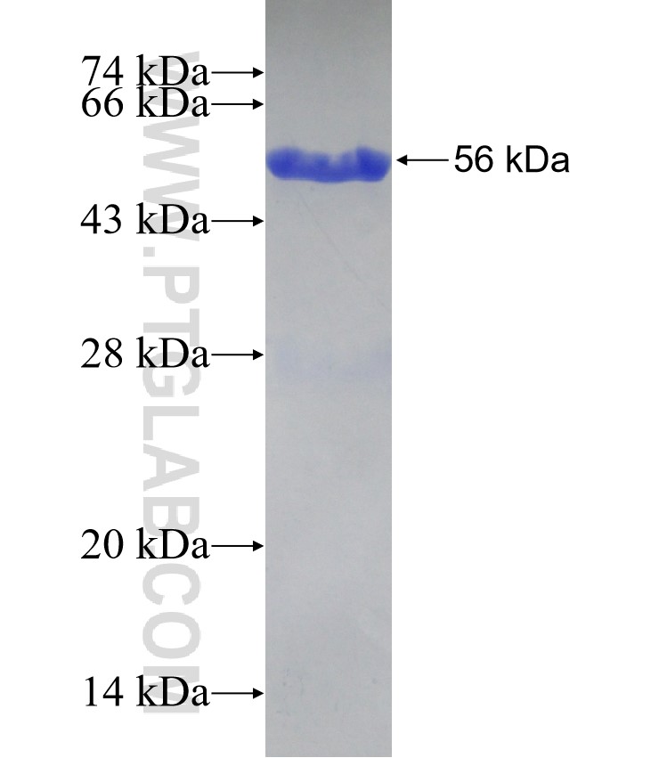 NDUFS3 fusion protein Ag7072 SDS-PAGE