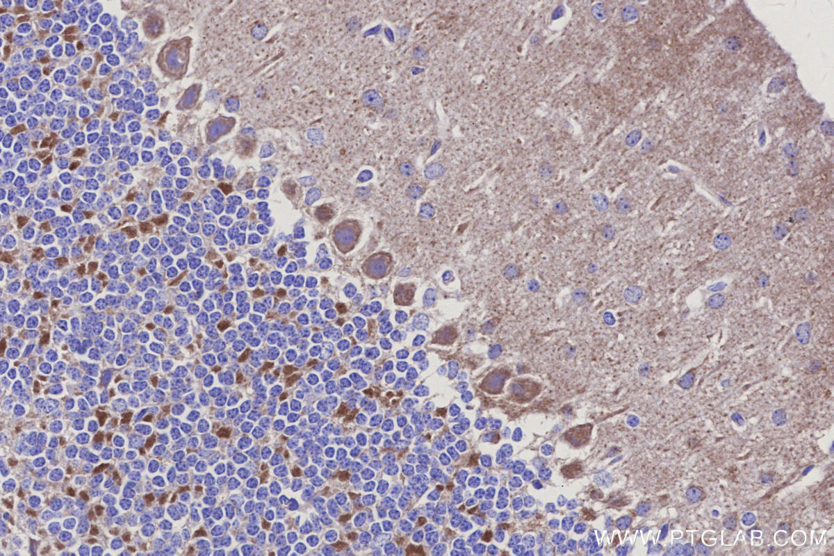 IHC staining of mouse cerebellum using 66053-1-Ig