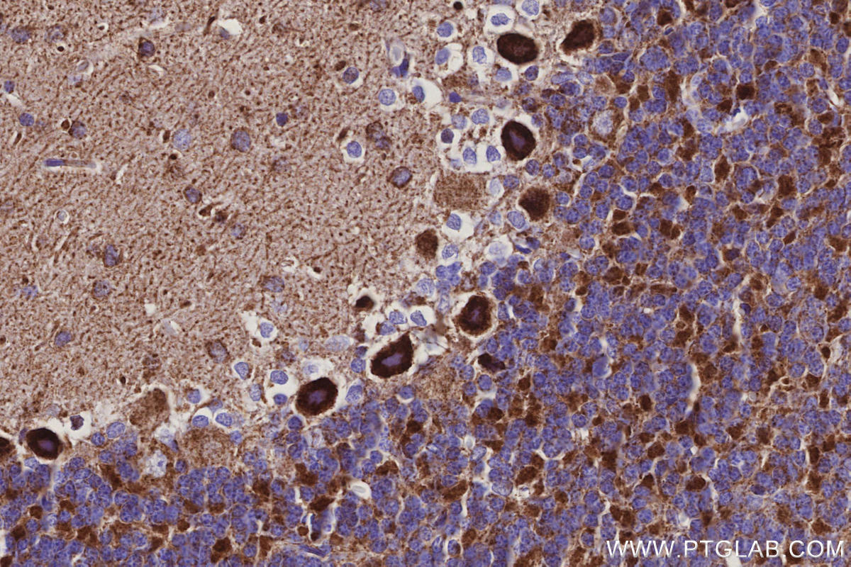 IHC staining of rat cerebellum using 66053-1-Ig