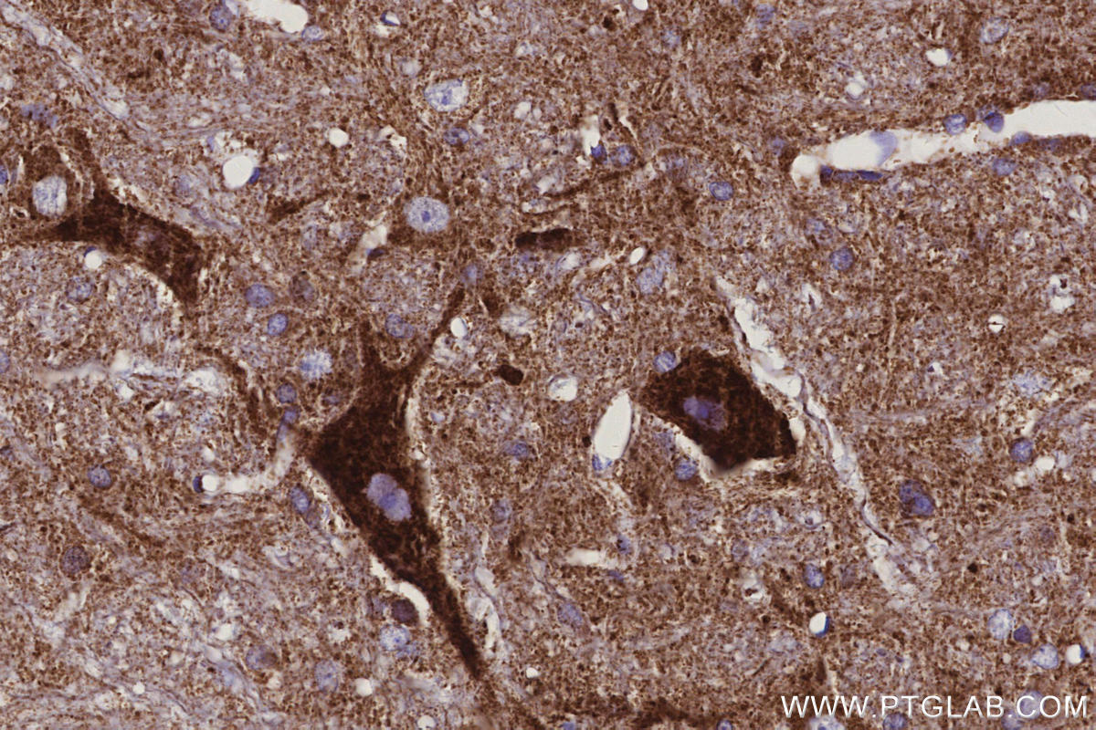IHC staining of rat cerebellum using 66053-1-Ig
