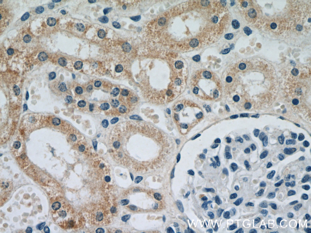 IHC staining of human kidney using 66053-1-Ig