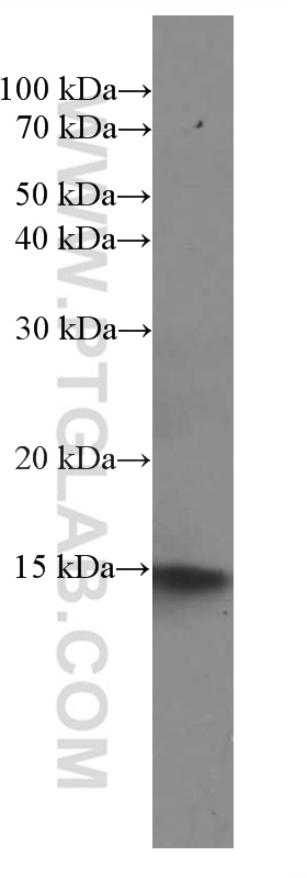 WB analysis of HepG2 using 66053-1-Ig