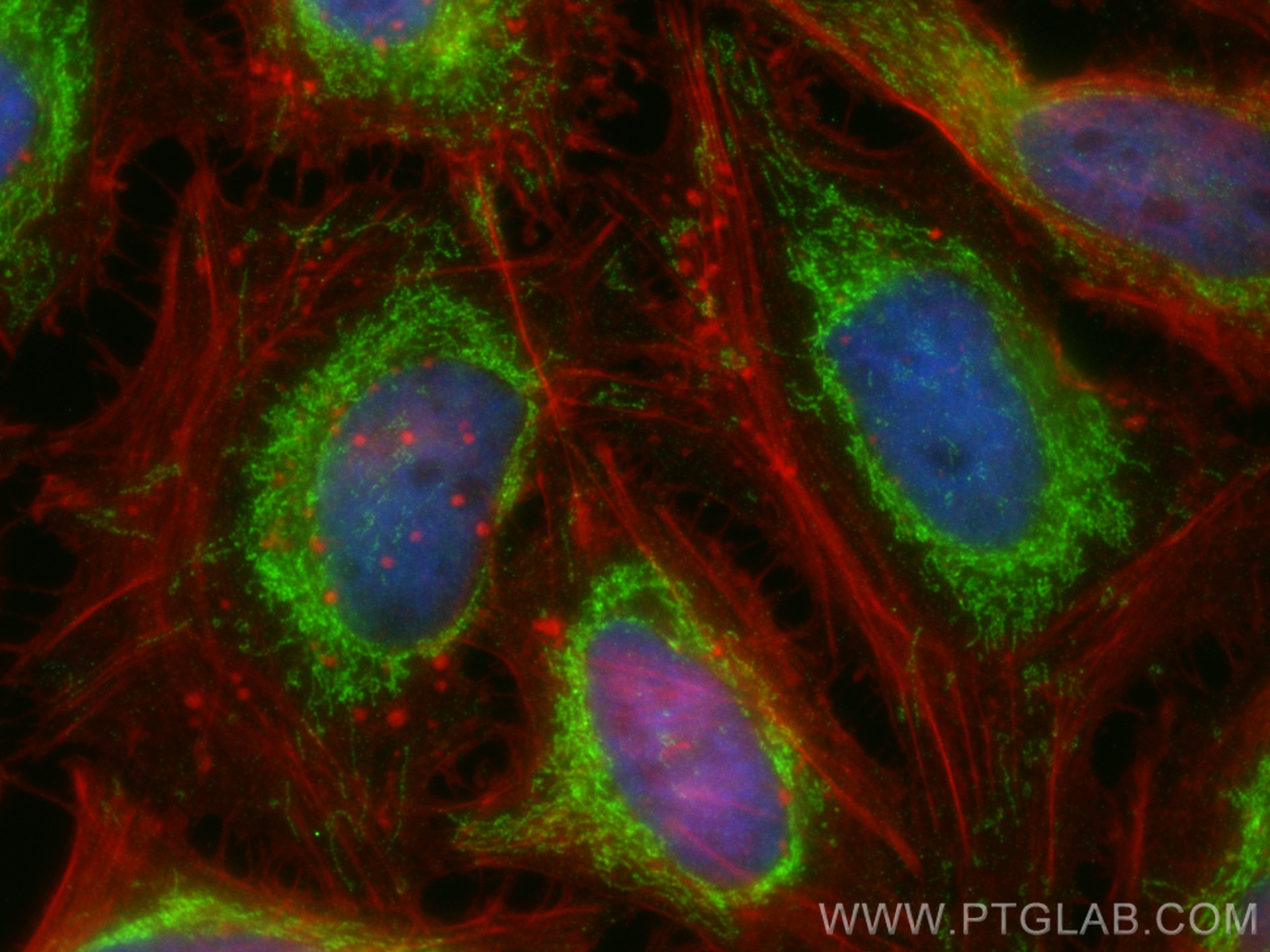 Immunofluorescent analysis of (4% PFA) fixed HeLa cells using NDUFS6 antibody (14417-1-AP) at dilution of 1:800 and CoraLite®488-Conjugated Goat Anti-Rabbit IgG(H+L) (<a class='green' href='/productredirect?CatalogNo=SA00013-2' target='_blank'>SA00013-2</a>), CL594-phalloidin (red). IF Staining of HeLa using 14417-1-AP
