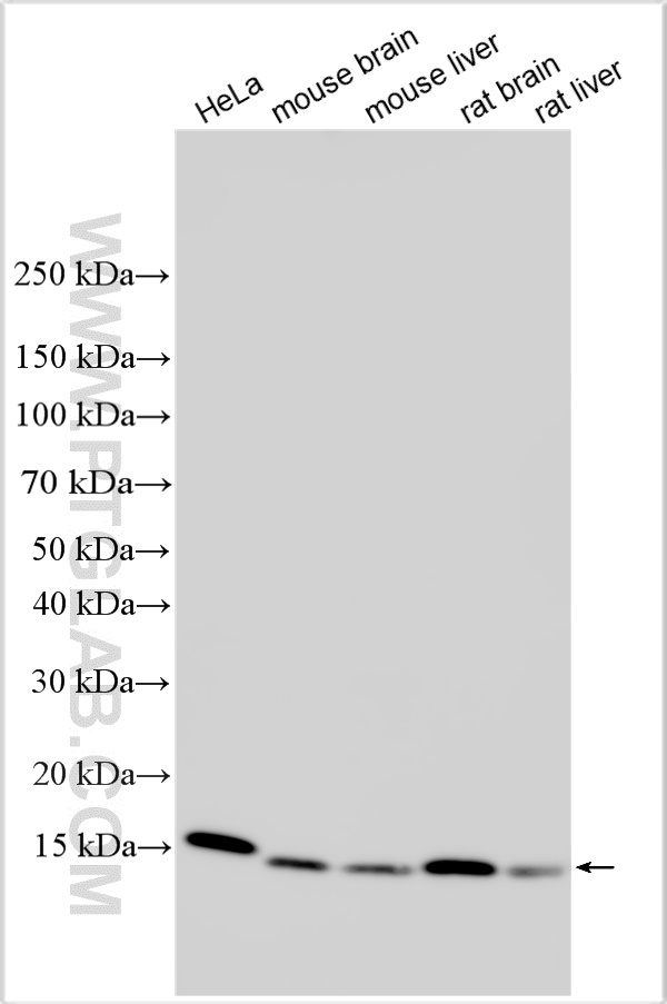 WB analysis using 14417-1-AP