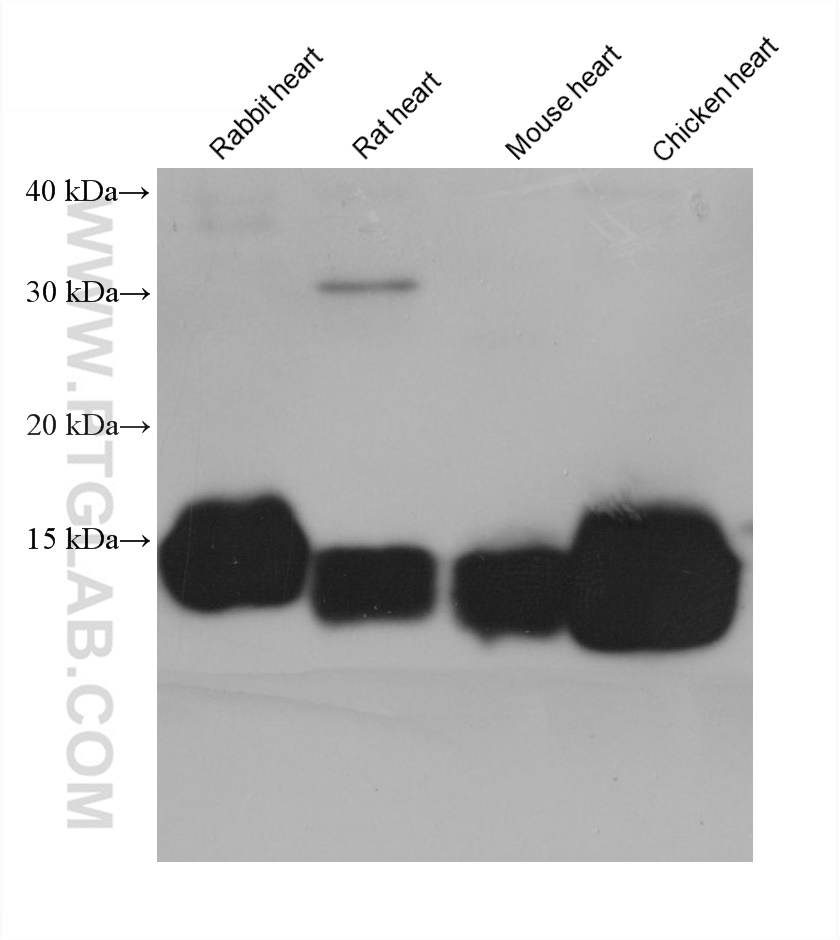 WB analysis of rabbit heart using 68329-1-Ig