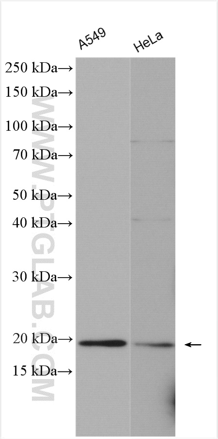 WB analysis of A549 using 15728-1-AP