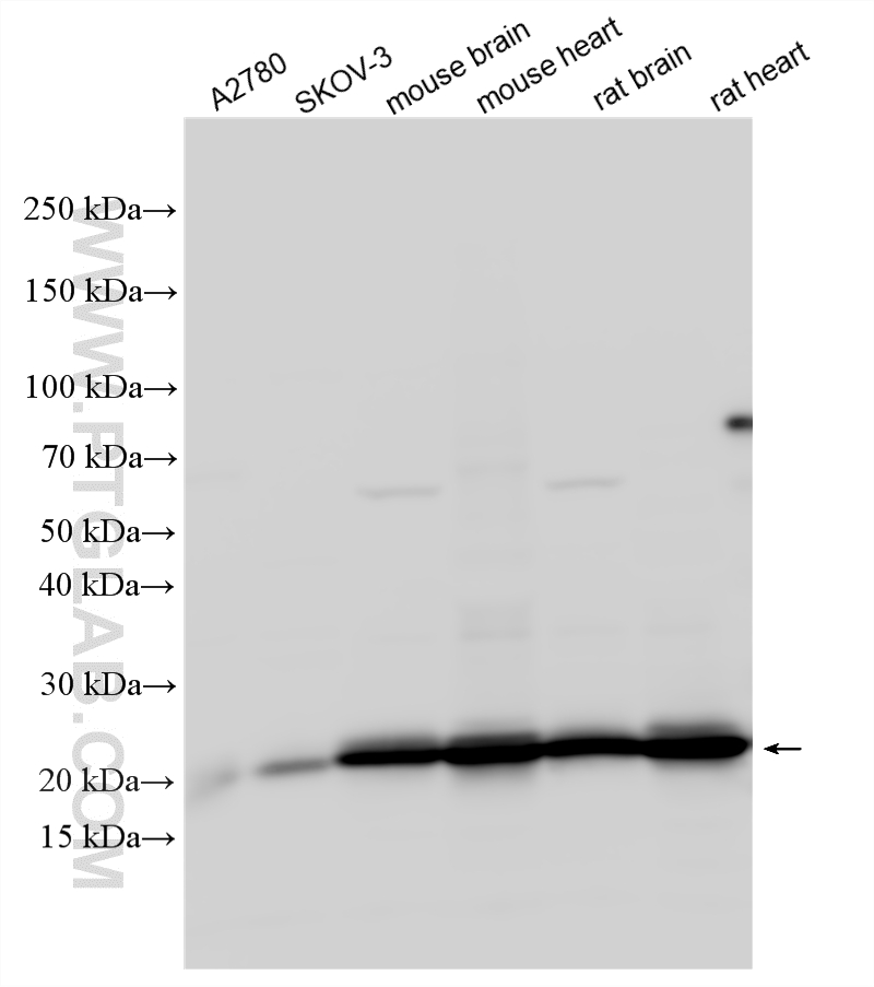 WB analysis using 25172-1-AP