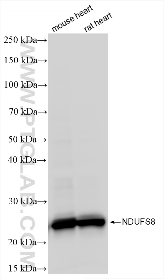 WB analysis using 87156-1-RR WB analysis using 87156-1-RR