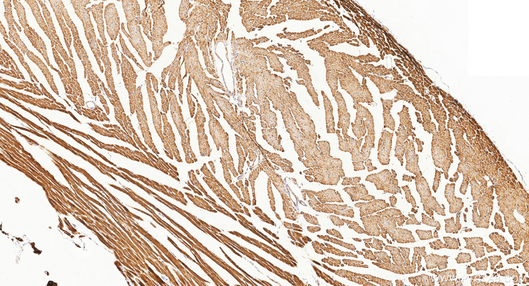 IHC staining of mouse heart using Biotin-87156 IHC staining of mouse heart using Biotin-87156