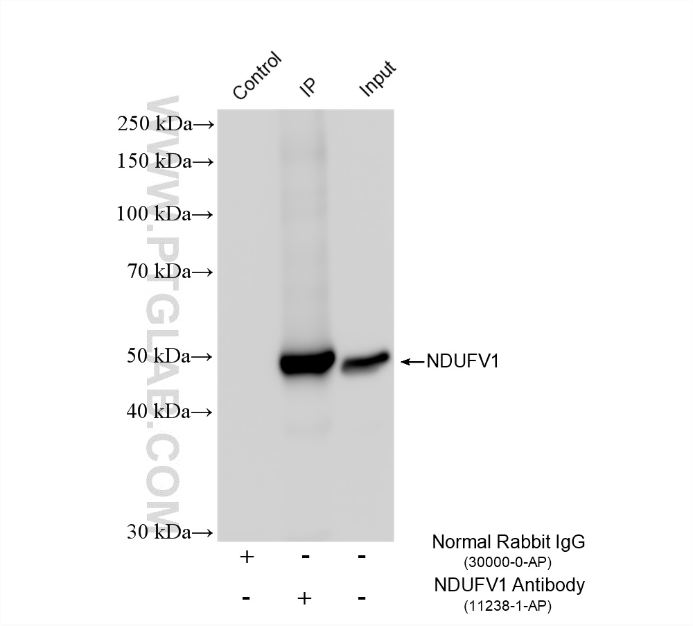 IP experiment of mouse heart using 11238-1-AP IP experiment of mouse heart using 11238-1-AP