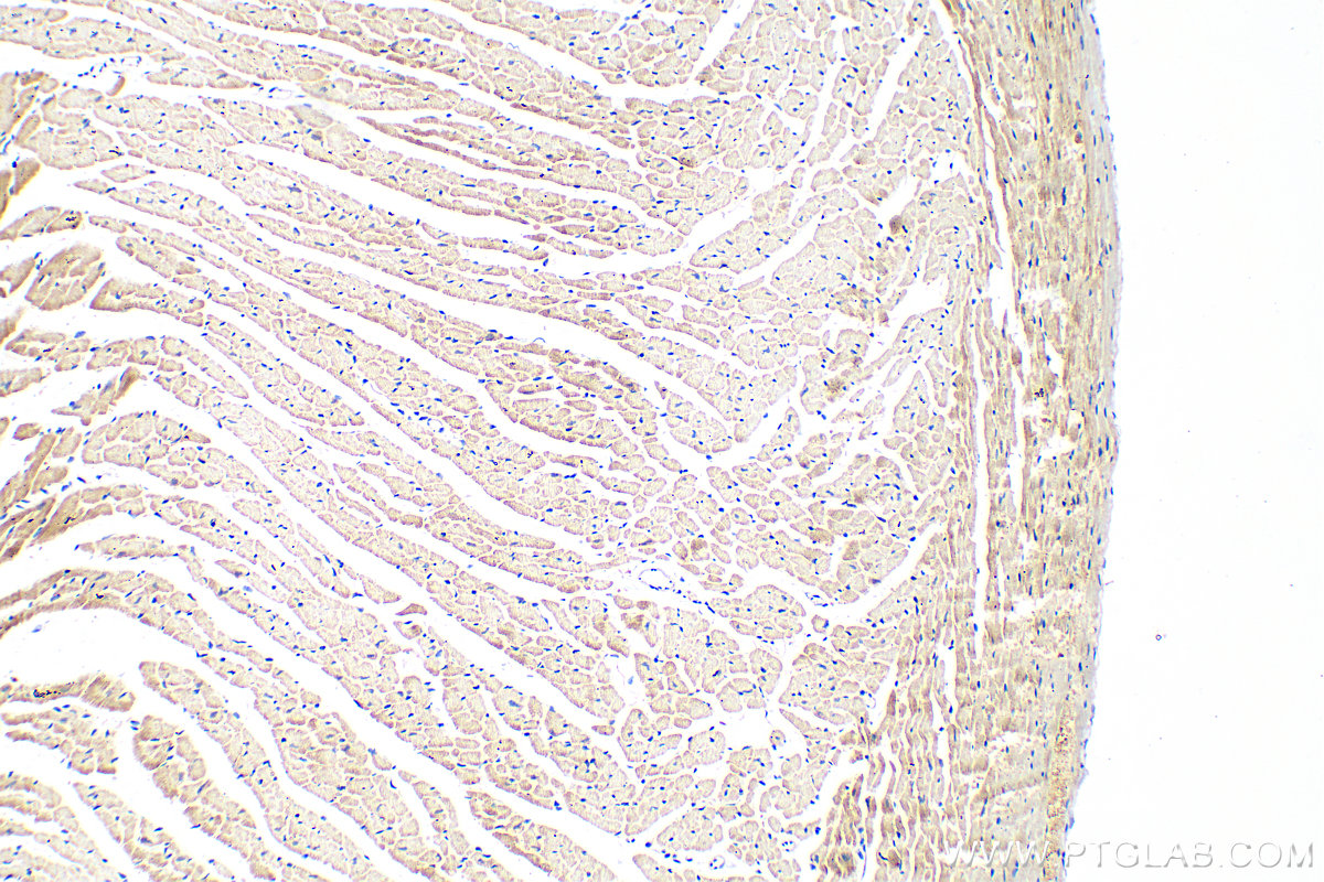 IHC staining of mouse heart using 21497-1-AP